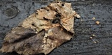 Marasmius bulliardii image
