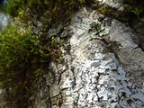 Parmelina coleae image