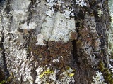 Melanelixia californica image