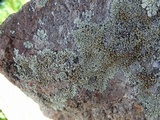 Lecanora muralis image