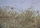 Hebeloma theobrominum image