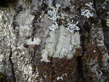 Melanelixia californica image