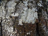 Melanelixia californica image