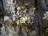 Parmelina coleae image