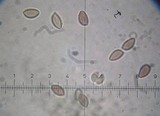 Hebeloma theobrominum image