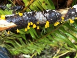 Guepiniopsis alpina image