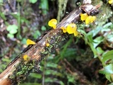 Guepiniopsis alpina image