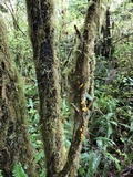 Guepiniopsis alpina image