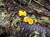 Guepiniopsis alpina image