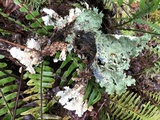 Lobaria oregana image