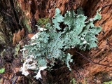 Lobaria oregana image