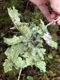 Lobaria oregana image
