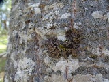Physconia americana image