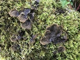 Peltigera membranacea image