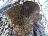 Phellinus gilbertsonii image