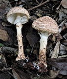 Echinoderma asperum image