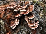 Rhodofomes cajanderi image