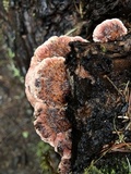 Rhodofomes cajanderi image