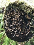 Rhodofomes cajanderi image