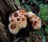 Ryvardenia campyla image