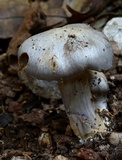 Cortinarius rotundisporus image