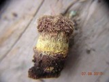 Trichocoma paradoxa image