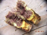 Trichocoma paradoxa image
