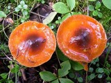 Cortinarius septentrionalis image