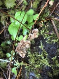Trichaptum abietinum image