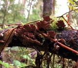 Trichaptum abietinum image
