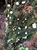 Lichenomphalia umbellifera image