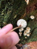 Lichenomphalia umbellifera image