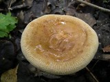 Paxillus involutus image