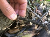 Clitopilus hobsonii image