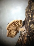 Clitopilus hobsonii image