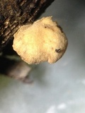 Clitopilus hobsonii image