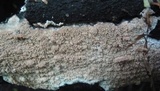 Hydnoporia olivacea image