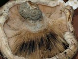 Lactarius controversus image