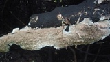 Hydnoporia olivacea image