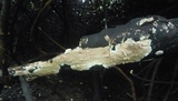 Hydnoporia olivacea image