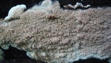 Hydnoporia olivacea image