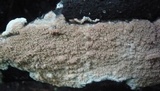 Hydnoporia olivacea image