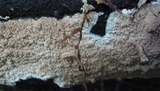 Hydnoporia olivacea image