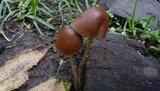Parasola conopilea image