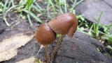 Parasola conopilea image