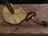 Tricholoma fulvum image