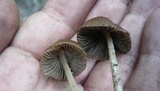 Parasola conopilea image