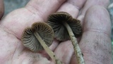 Parasola conopilea image