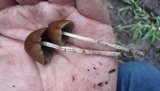 Parasola conopilea image
