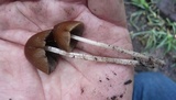 Parasola conopilea image